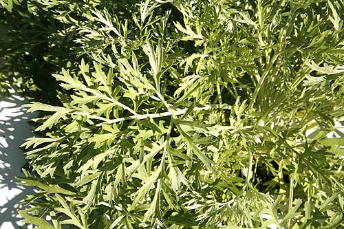 Wormwood Artemisia absinthium